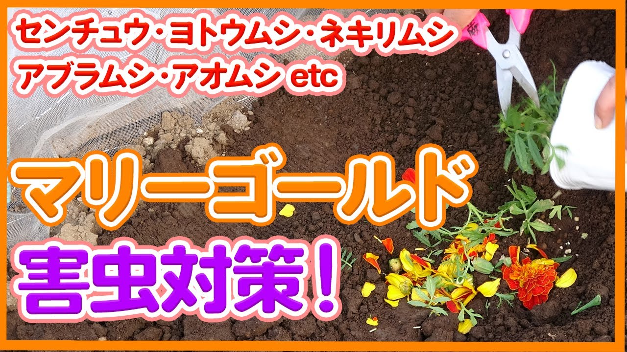 Measures Against Pests Of Summer Vegetable Cultivation With Marigolds In The Vegetable Garden Youtube Measures Against Pests Of Summer Vegetable Cultivation With Marigolds In The Vegetable Garden Youtube