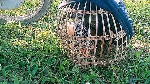 chim đa đa bẫy cực chuẩn 2021 noog qaib qas qas quaj zoo tiag tiag  xyoo 2021