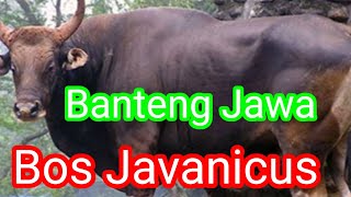 Sapi Bali Sangat Identik Dengan Banteng Jawa || Bos Javanicus