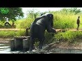 Saving another giant elephant from a canal
