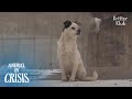 What Happens To A Dog After Thrown Away In The Middle Of Nowhere | Animal in Crisis EP247