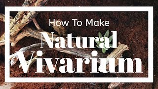 How To Make A Natural Vivarium (From Scratch)!