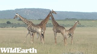 WildEarth - Sunset Safari - 26 Aug 2022