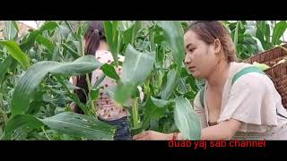 Mus Ntais Pob Kws Ntuj Lo Lo Nag Os Lawv