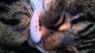 Pretty Good Cat Is A Snore Bag