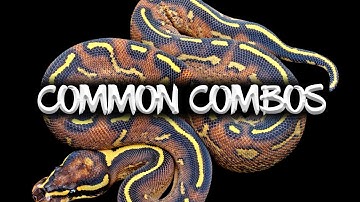 Common Ball Python Combinations