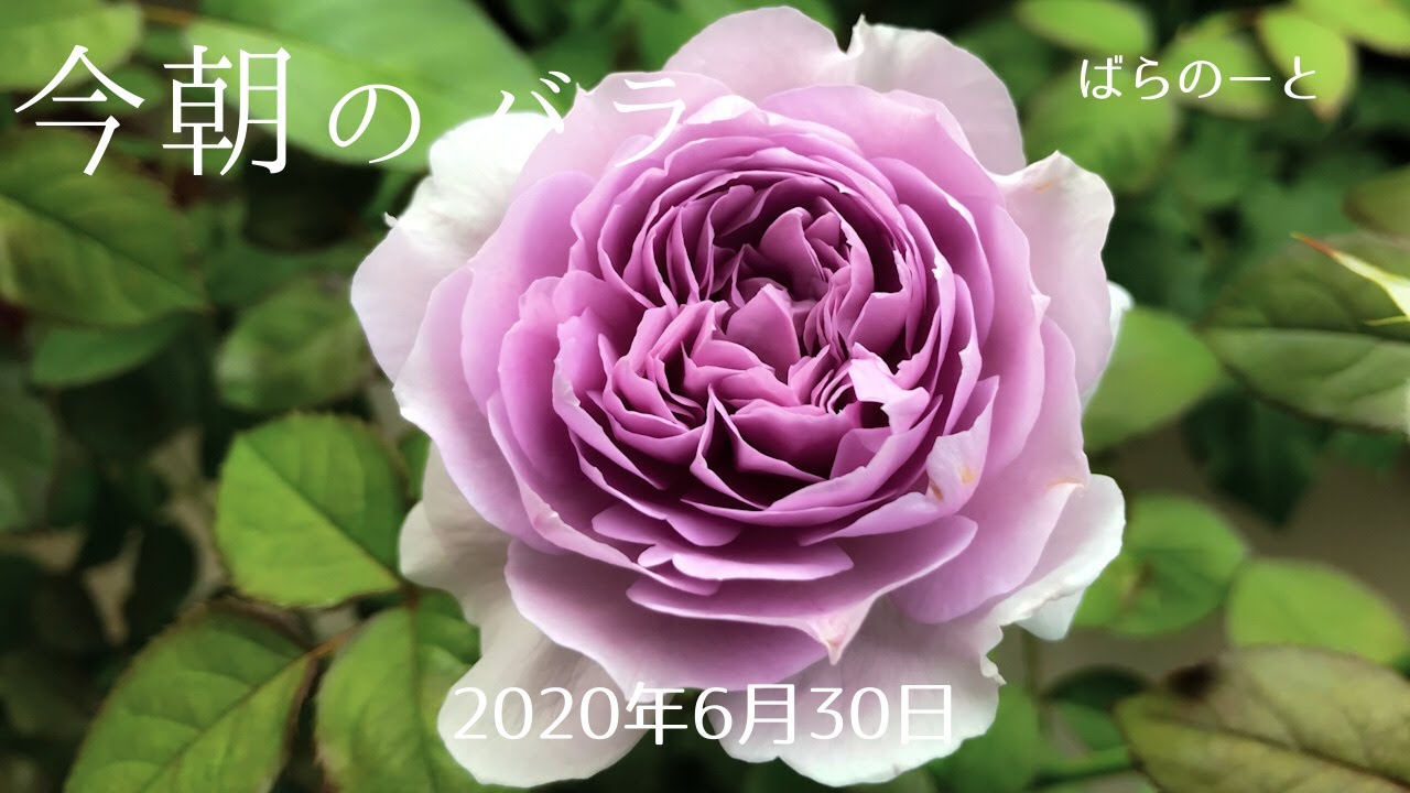 リラ バラ苗 バラ 紫のバラ 薔薇 ロサオリエンティス 【公式通販】