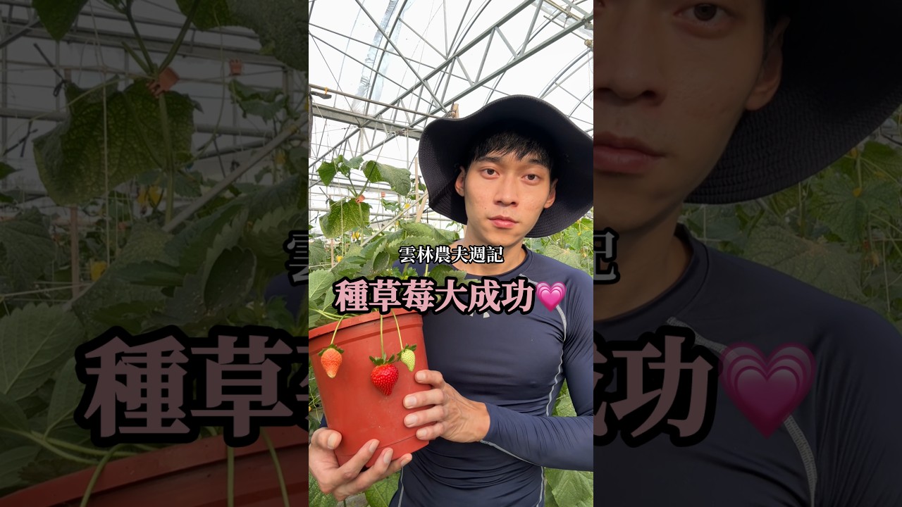 種草莓大成功 縮圖