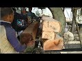 Perfect, Solid and High Quality of Rain Tree Wood Cutting in Rural Saw Mill of Asia/Cutting Wood
