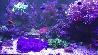 4 fireball/ flamback dwarf angels, Centropygi acanthrops in my reef.
