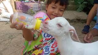 พานาดามาเที่ยวที่สถานีรถไฟกระต่าย ป้อนนมแกะเองเลย[ คลิปเต็ม ] Rabbit 🐇 Hole at Phuket #nada