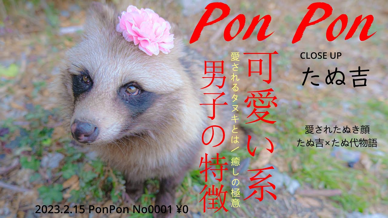 可愛い野生のたぬき雑誌風 【Pon Pon 2月号】 たぬ吉&たぬ代 物語