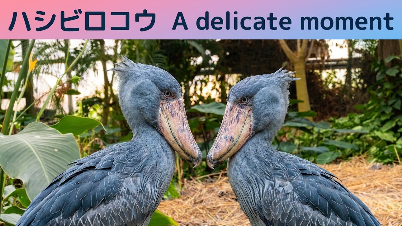 Creating a shoebill pair is a bit of a delicate process - YouTube