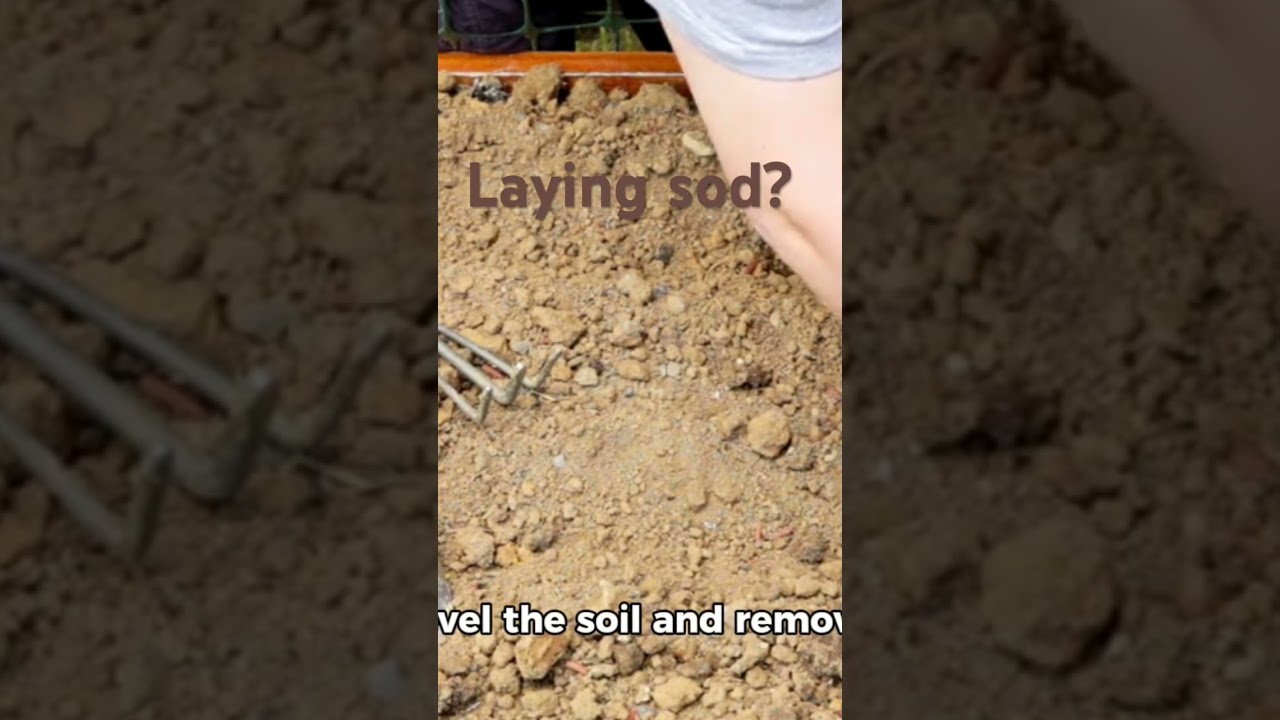 These tips will help when laying sod 