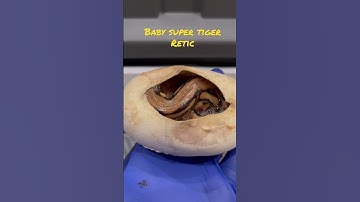 Baby Reticulated Python in egg🥚| #shortvideo #reptile #reptiles #snake #baby #reels #short