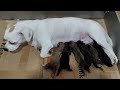 Mother Dog Takes Care Of Hungry Newborn Puppies