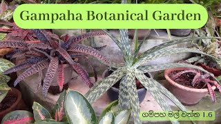 Gampaha Botanical Garden 1.6 ගමපහ මල වතත