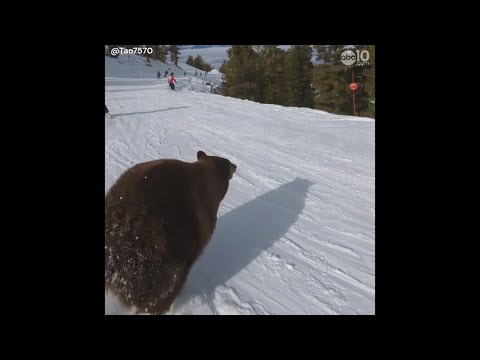 Skier narrowly avoids crashing into black bear at Heavenly ski resort in Tahoe