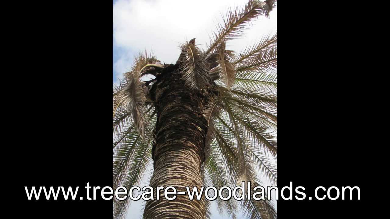 Tree Service Houston - YouTube
