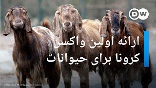 کرونا