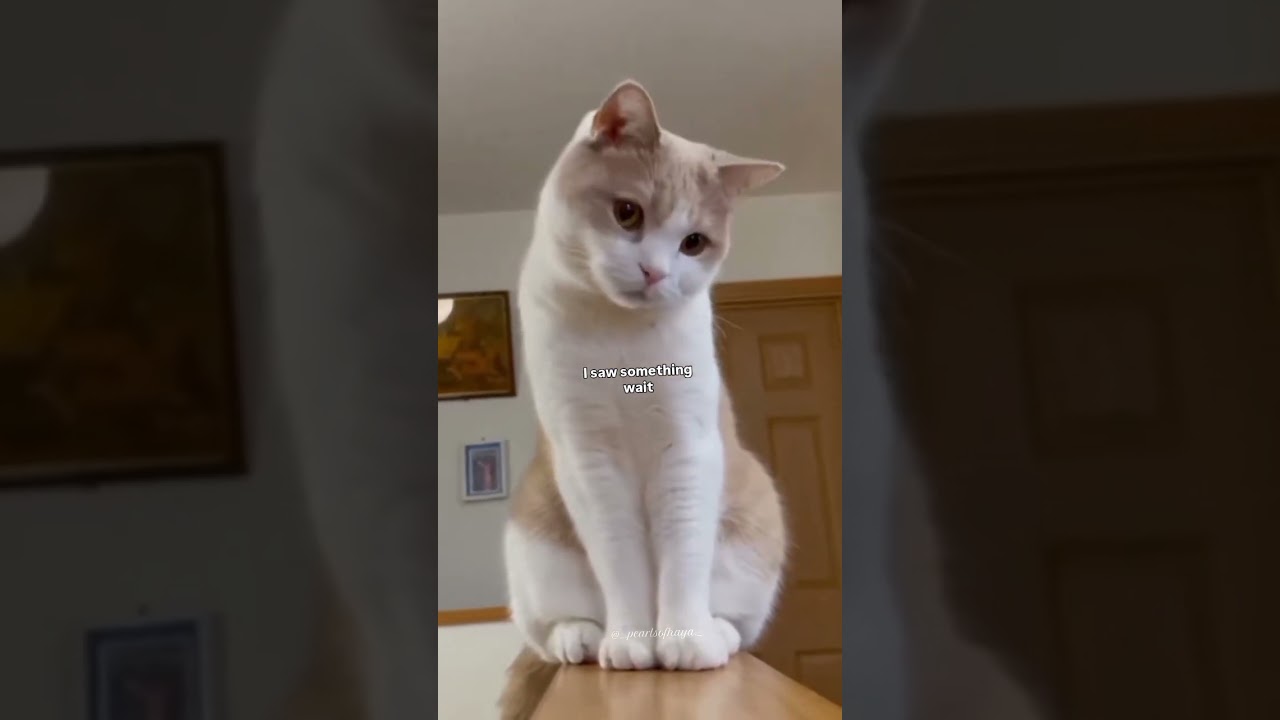 follow for more such videos🎀