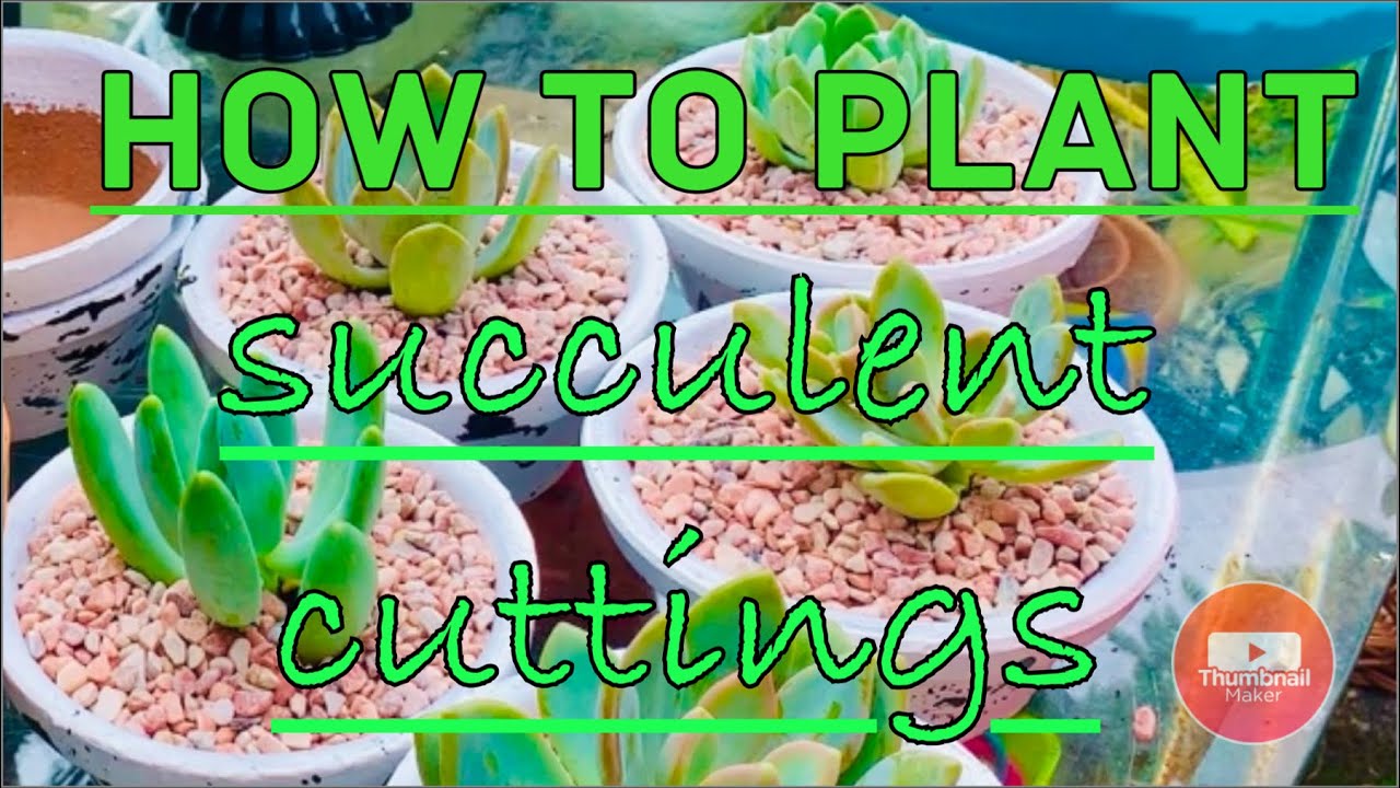 HOW to PLANT SUCCULENT CUTTINGS in SOIL | easy and it works everytime ...