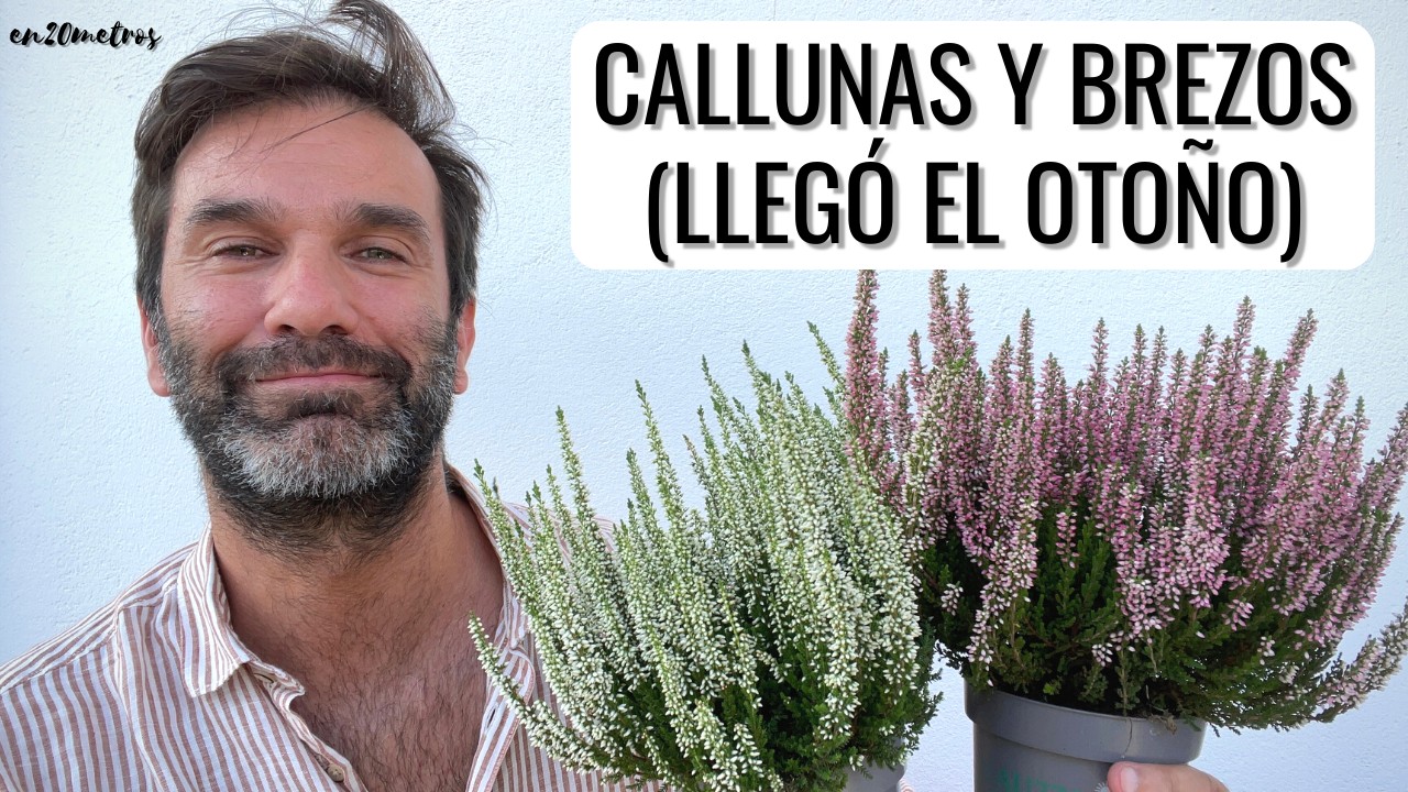 CÓMO PLANTAR BREZOS Y CALLUNAS: cómo plantar cuidar una calluna || en20metros