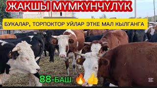 картинка: 88-БАШ УЙЛАР/БУКАЛАР/ТОРПОКТОР/САТЫЛАТ БИШКЕКТЕ ЛЕСНОЕ АДРЕС ДОСТОВКА БАР ✅