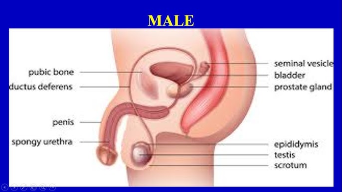 Kokrakni yalash surati