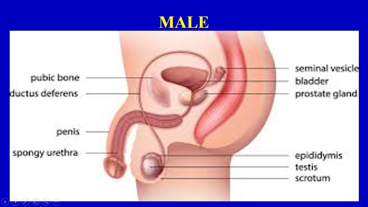 Injecting Sperm Into Vagina Injecting Sperm Into Vagina