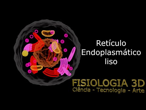 Vídeo: Condição Hipóxica Melhora A Condrogênese Em Células-tronco Mesenquimais Derivadas De Sinóvia