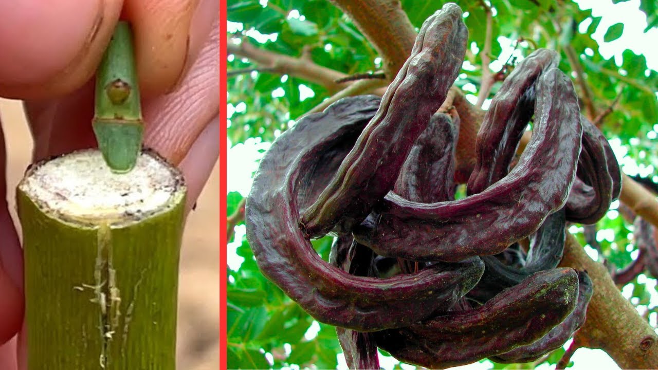 كل بيت فية اطفال لازم يكون فى شجرة خروب🤔ازرعها وطعمها بنفسك ببلاش👌واحسن من اى مشتل