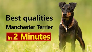 Intelligent Charm: Manchester Terrier's Smart Side