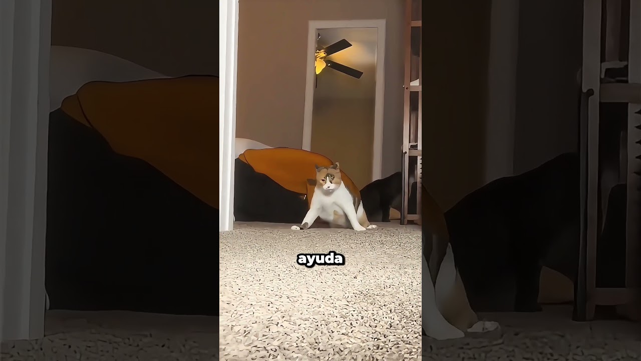 Un gato tambaleante demuestra una lealtad increíble #shorts #catsoftiktok