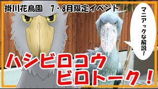 Shoebill Talk!! in Kakegawa kachouen