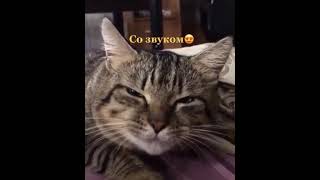 Самый приятный голос #shortvideo