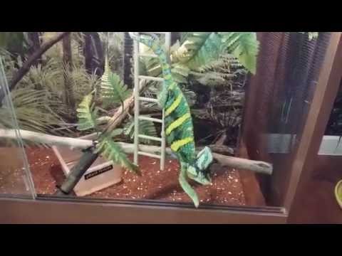 Wideo: Ukryty Kameleon - Chameleo Calyptratus Calyptratus Rasa Gadów Hipoalergiczny, Zdrowie I Długość życia