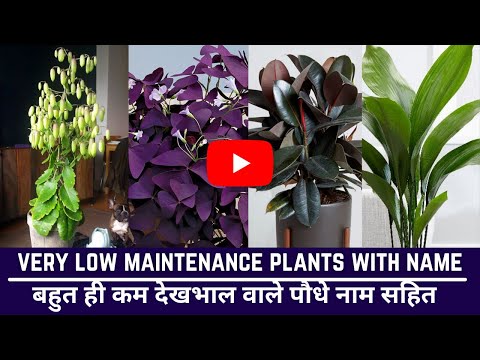 वीडियो: हाउसप्लांट को मारना मुश्किल - घर के अंदर कम रखरखाव वाले पौधों के बारे में जानें