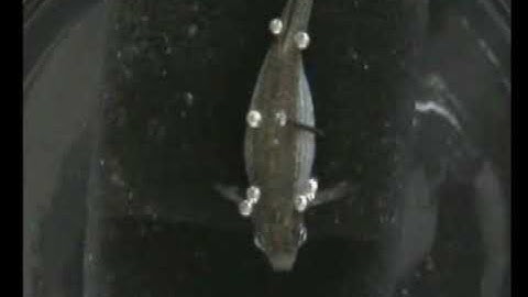 The visual function of zebrafish can be investigated by utilizing the optokinetic response