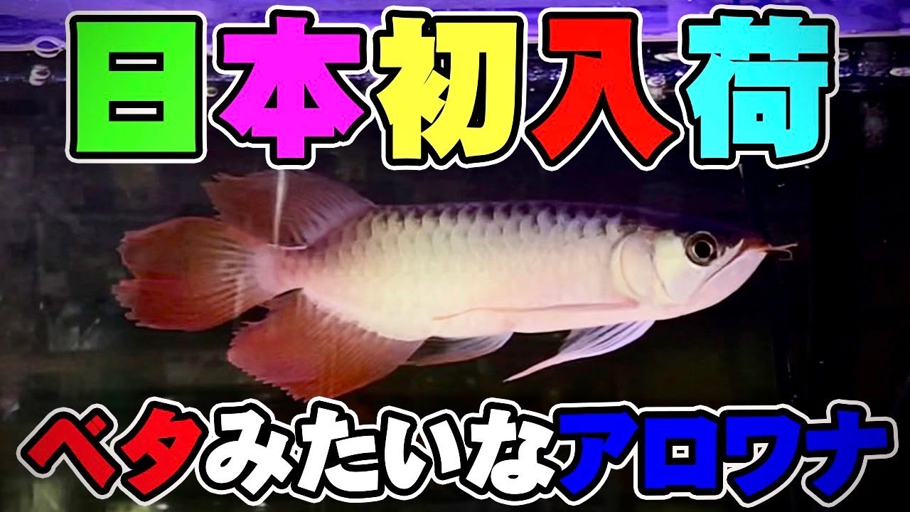 日本にやって来た！あのロングフィン紅龍！動画で隅々まで見て行こう！