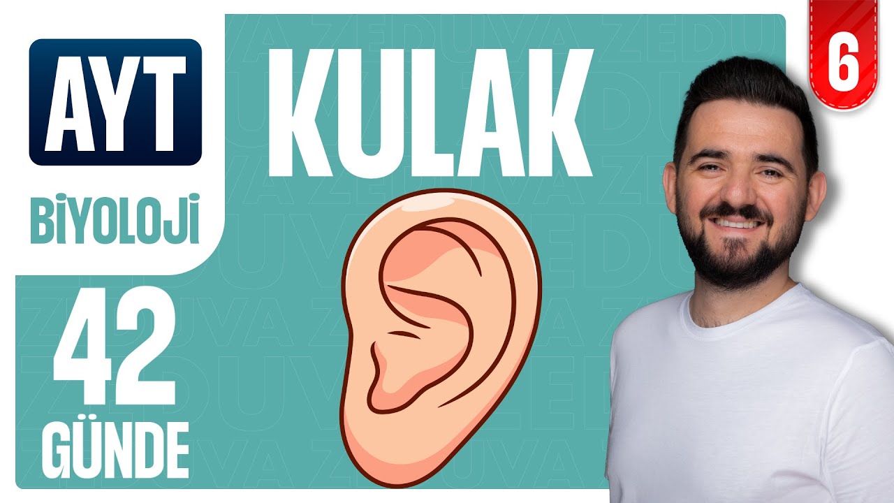 Kulak - Duyu Organları | 42 GÜNDE AYRINTILI AYT BİYOLOJİ KAMPI 2026-2027 | 6.GÜN