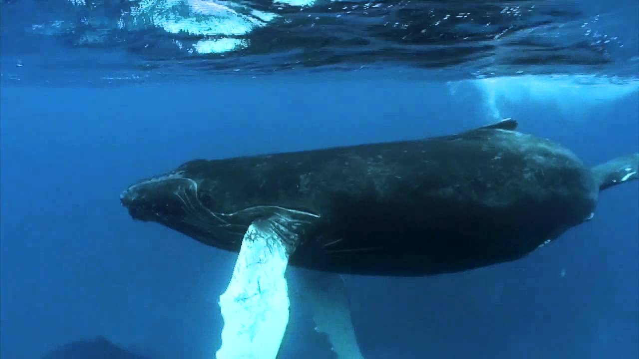 Snorkel with Humpbacks in the Dominican Republic