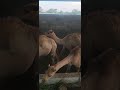 omar farms lusaka zambia dromedary camel farm.