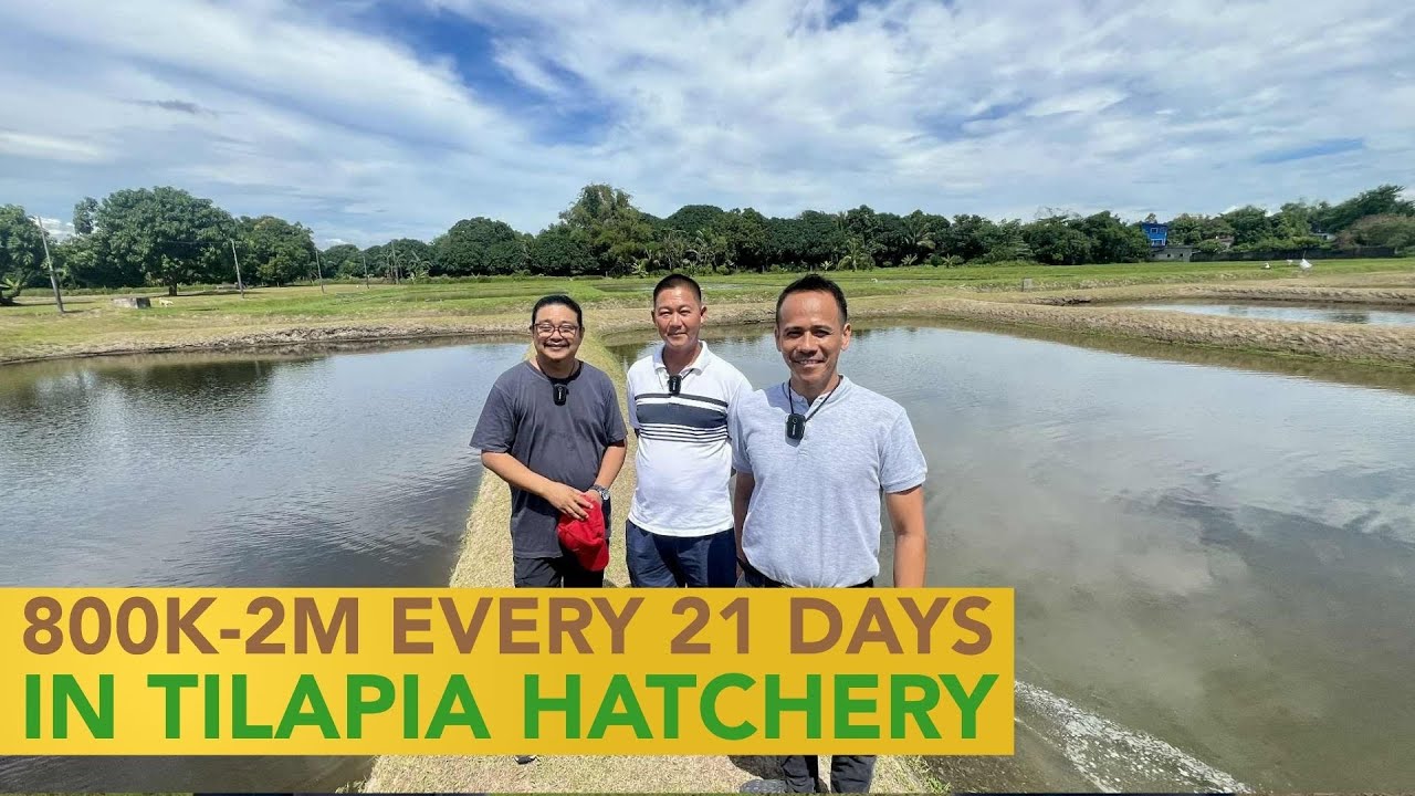 800K-2M Kita Every 21 Days Cycle sa Tilapia Hatchery! Paano?