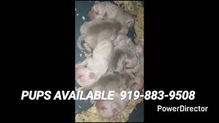 Puppies Are Available