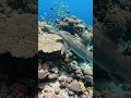 Hammer Shark #fishinglife #divng #fish #nature #oceanadventure #ocean #adventurelife #divinglife