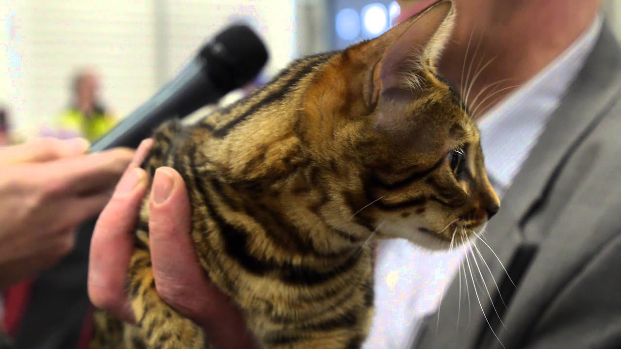 Kissat: Bengalikissat Catticartanon Carisma