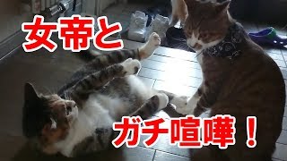 猫　喧嘩