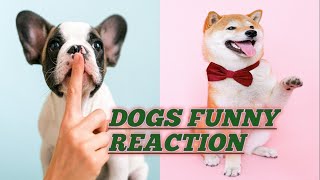 Aww animals Baby Dogs - Cute and Funny Dog Videos Compilation #25