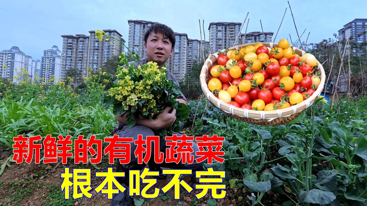 菜友送了很多好吃的番茄，我们又摘了沈姐的芥兰苔，新鲜的有机蔬菜根本吃不完【我是杰少】